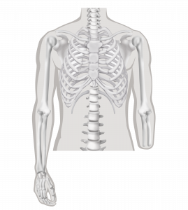 Onderarm-amputatie - Amputatieniveau armamputatie