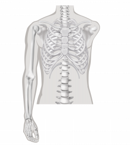 Schouderamputatie - Amputatieniveaus arm-amputatie